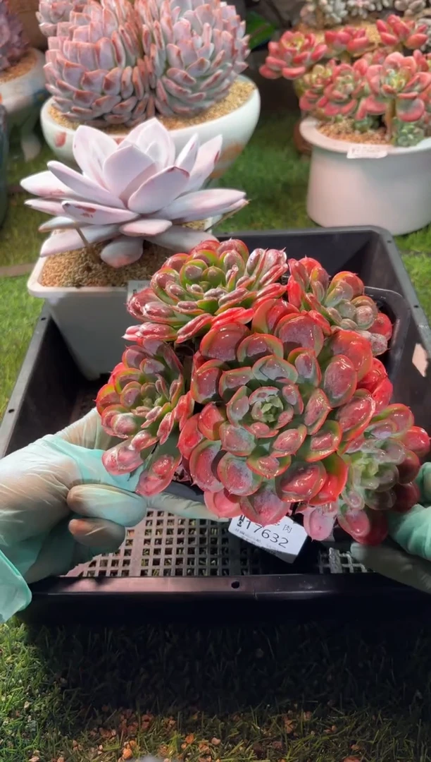 【闪购商品】17632