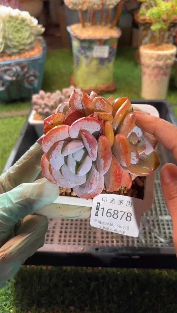 【闪购商品】16878