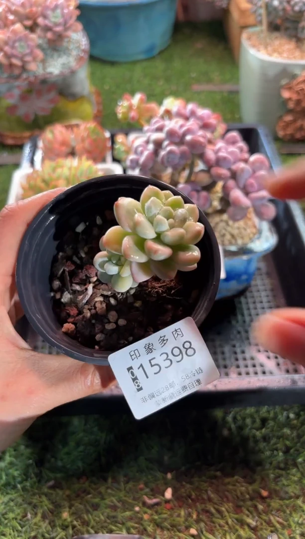 【闪购商品】15398