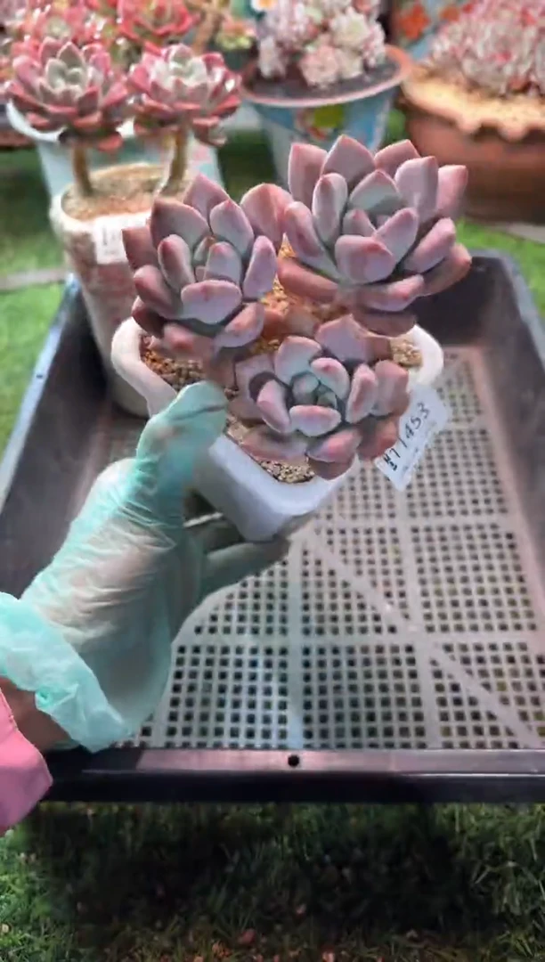 【闪购商品】11453