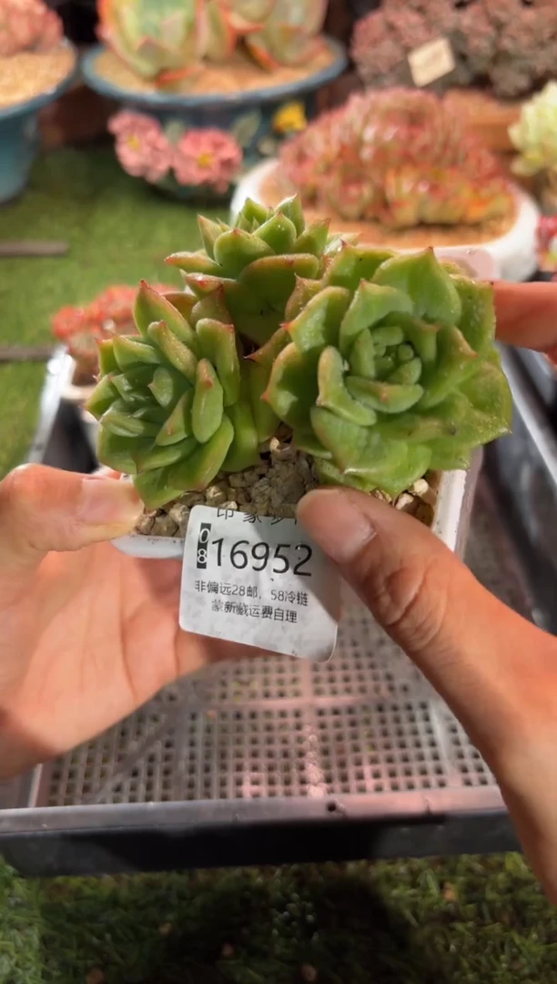 【闪购商品】16952