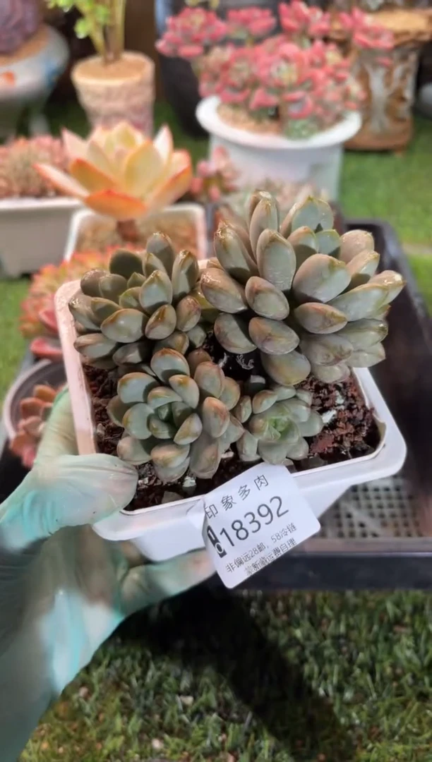 【闪购商品】18392