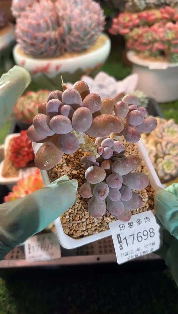 【闪购商品】17698