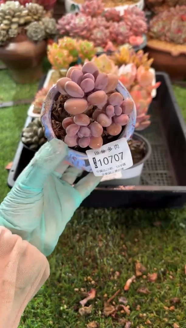 【闪购商品】10707