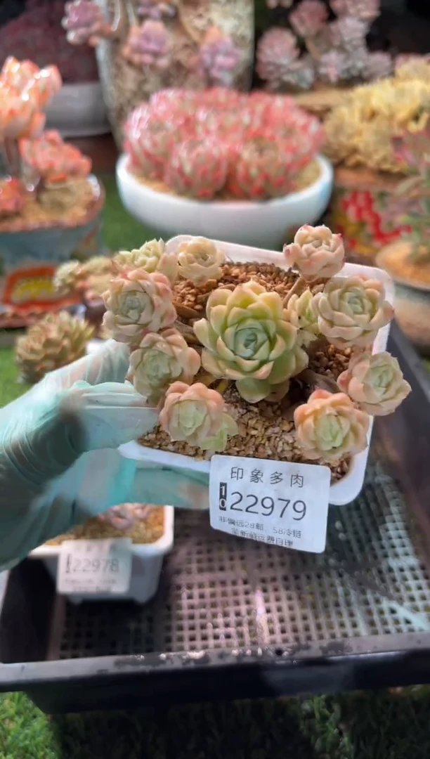 【闪购商品】22979