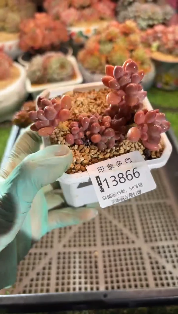 【闪购商品】13866