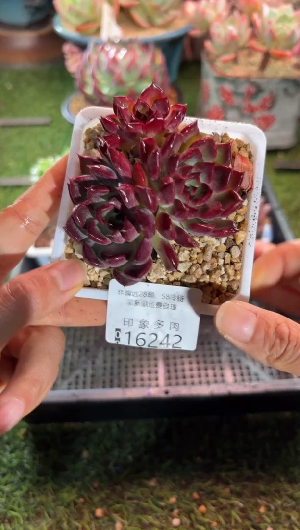 【闪购商品】16242