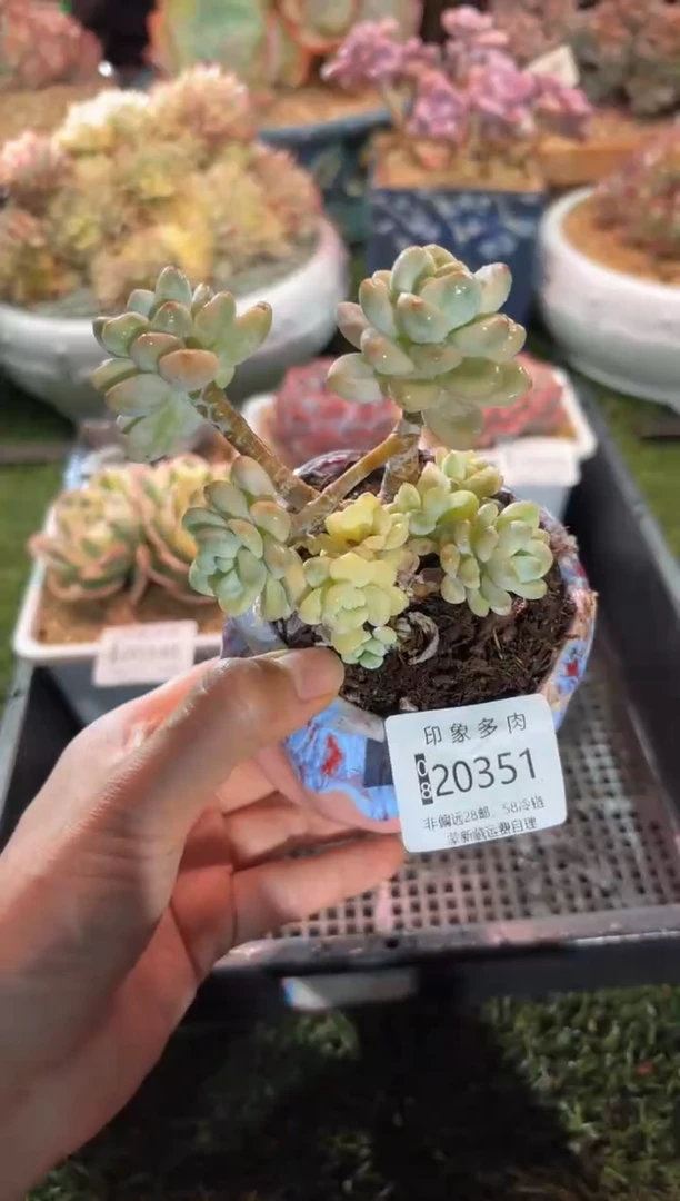 【闪购商品】20351