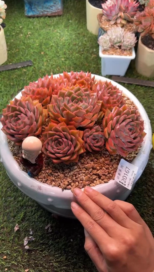 【闪购商品】20167