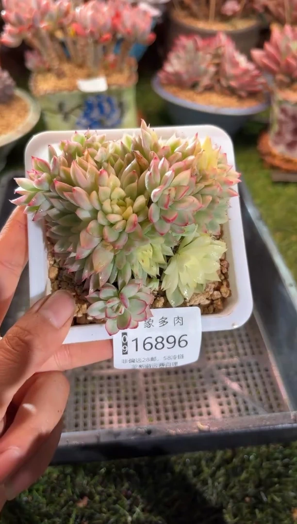 【闪购商品】16896