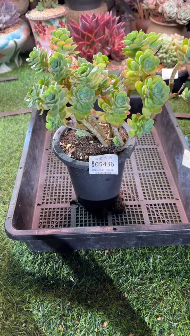 【闪购商品】05436