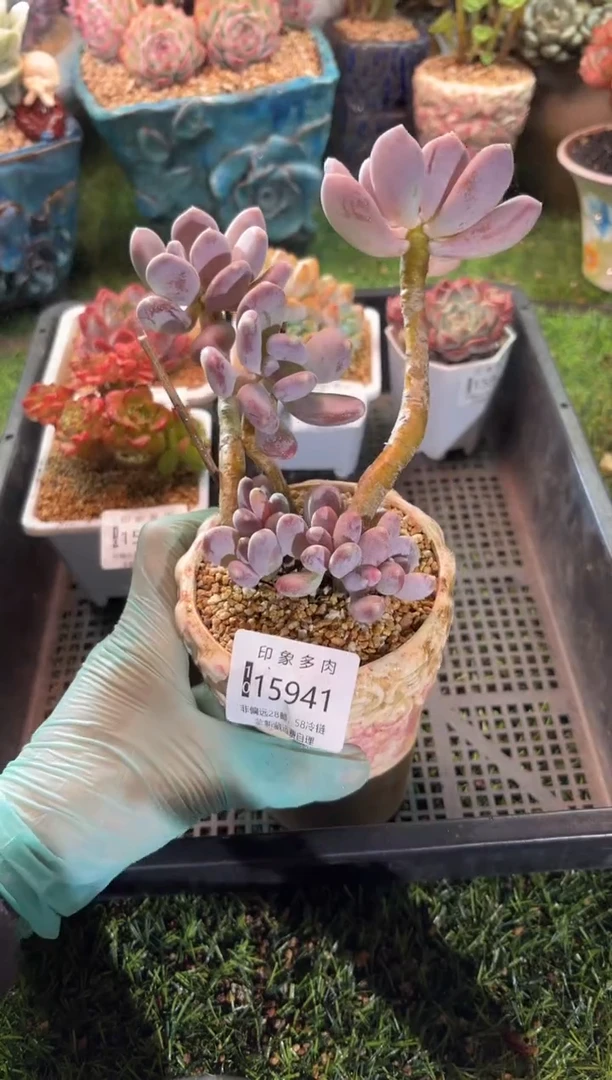 【闪购商品】15941