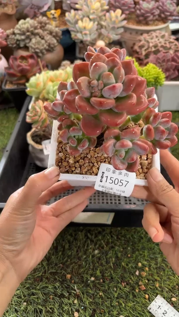 【闪购商品】15057