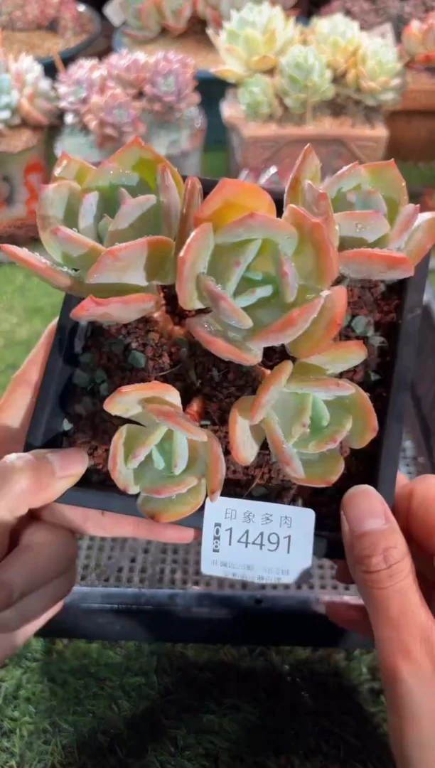 【闪购商品】14491