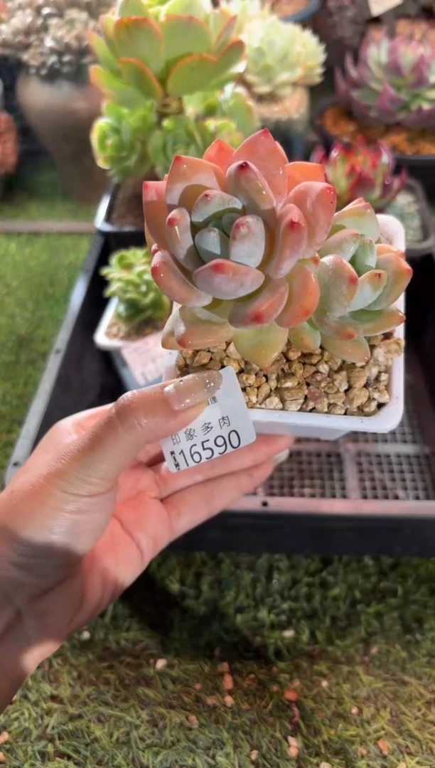 【闪购商品】16590