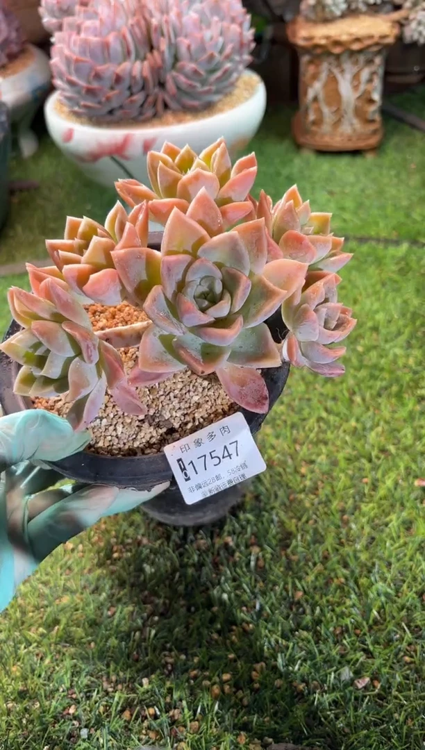 【闪购商品】17547