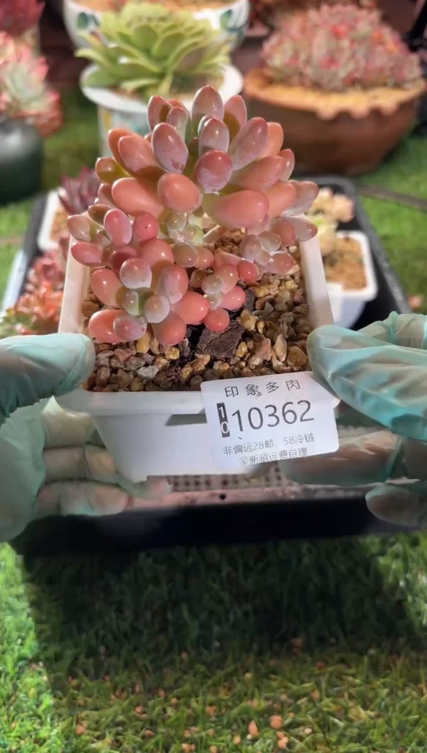 【闪购商品】10362