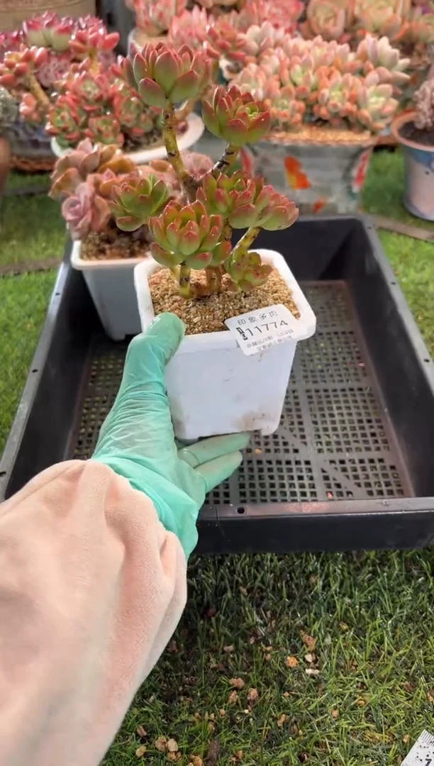 【闪购商品】11774