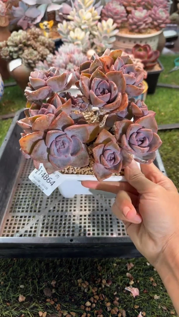 【闪购商品】14864