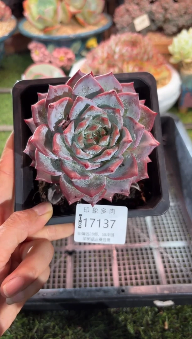 【闪购商品】17137