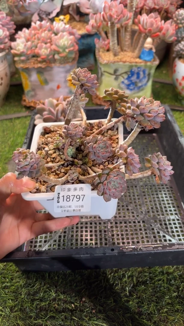 【闪购商品】18797