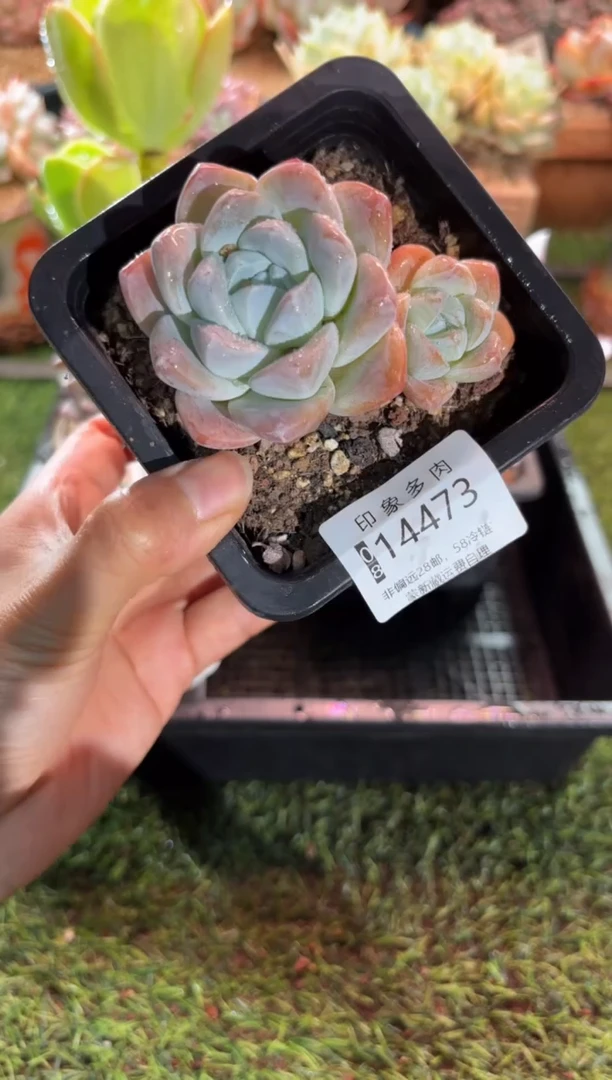【闪购商品】14473