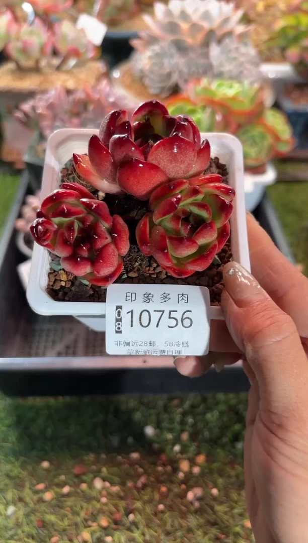 【闪购商品】10756