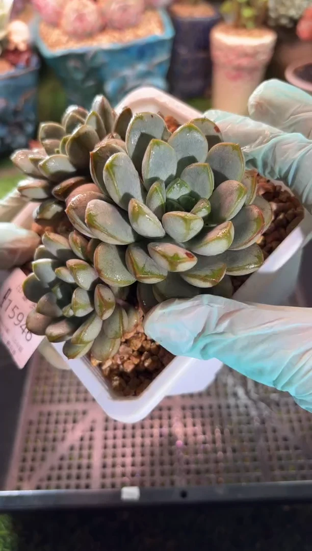 【闪购商品】15946