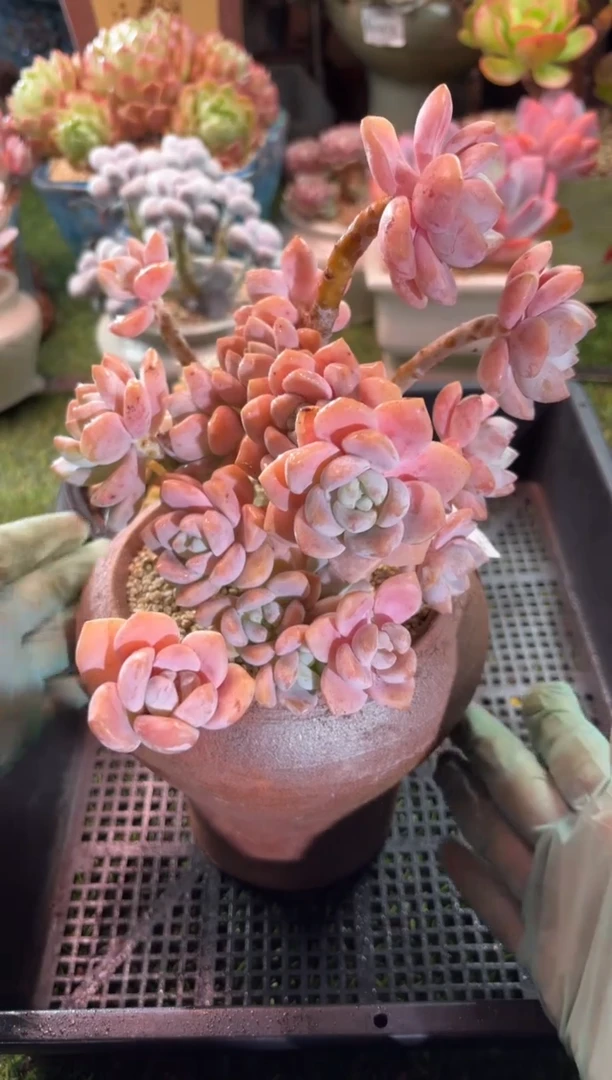 【闪购商品】08995