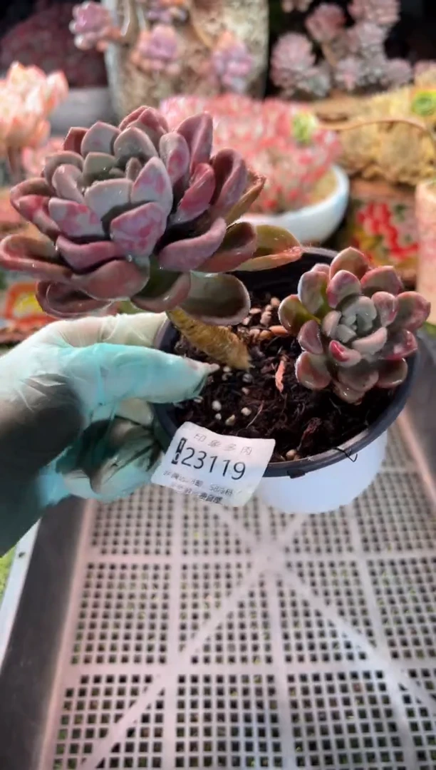 【闪购商品】23119