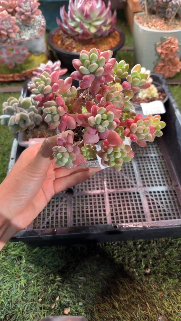 【闪购商品】15331