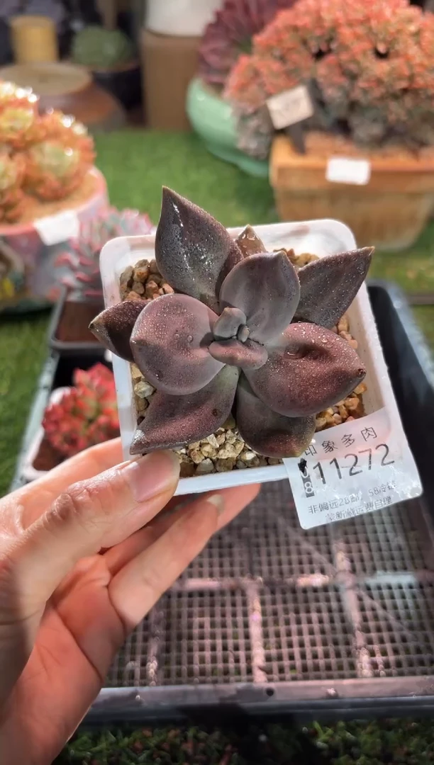 【闪购商品】11272
