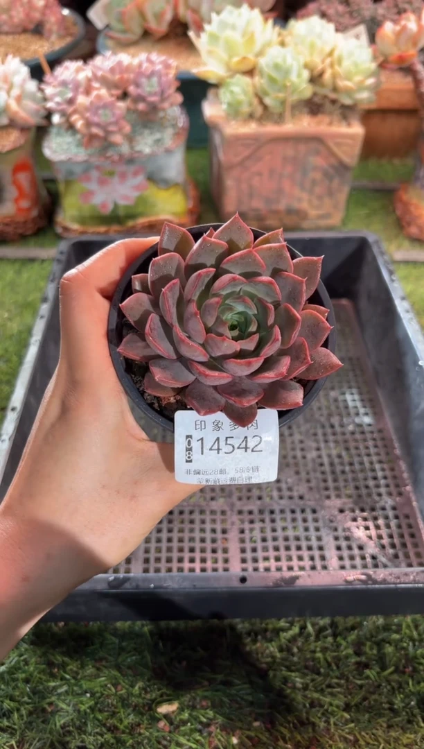 【闪购商品】14542