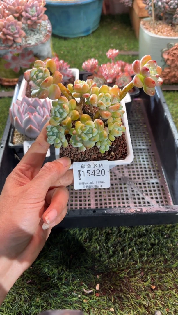 【闪购商品】15420