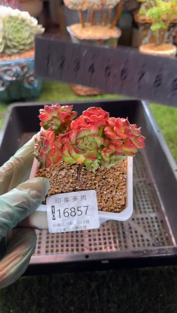 【闪购商品】16857