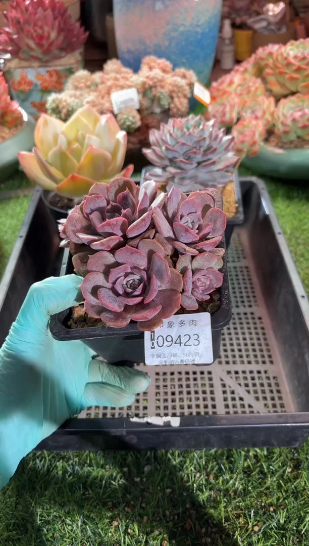 【闪购商品】09423