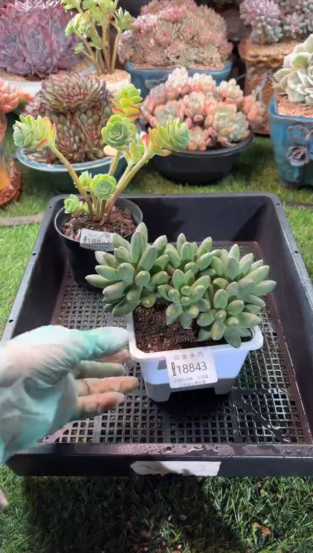 【闪购商品】18843