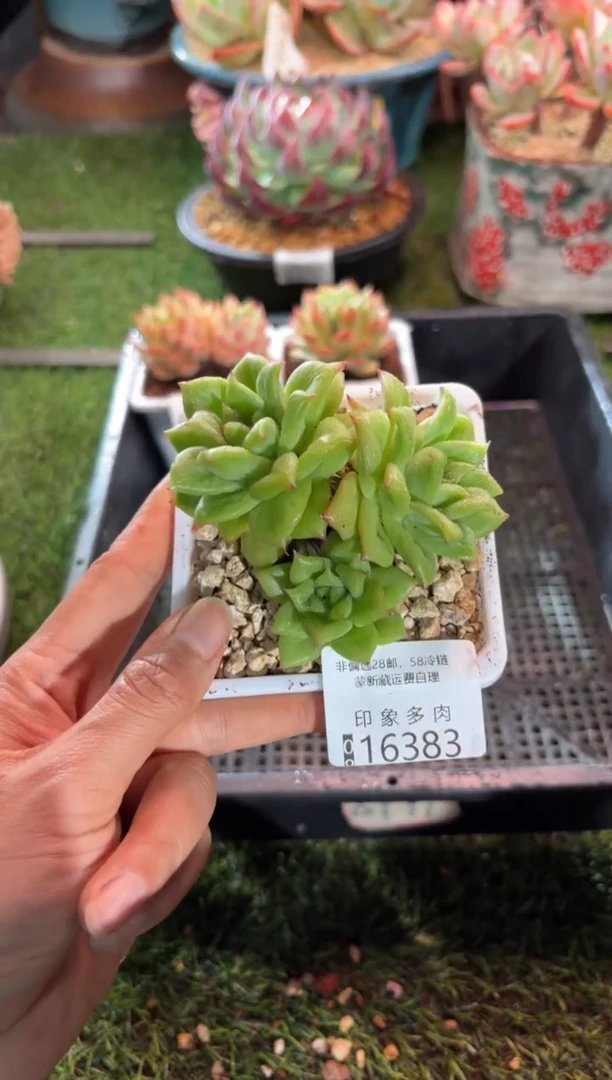 【闪购商品】16383