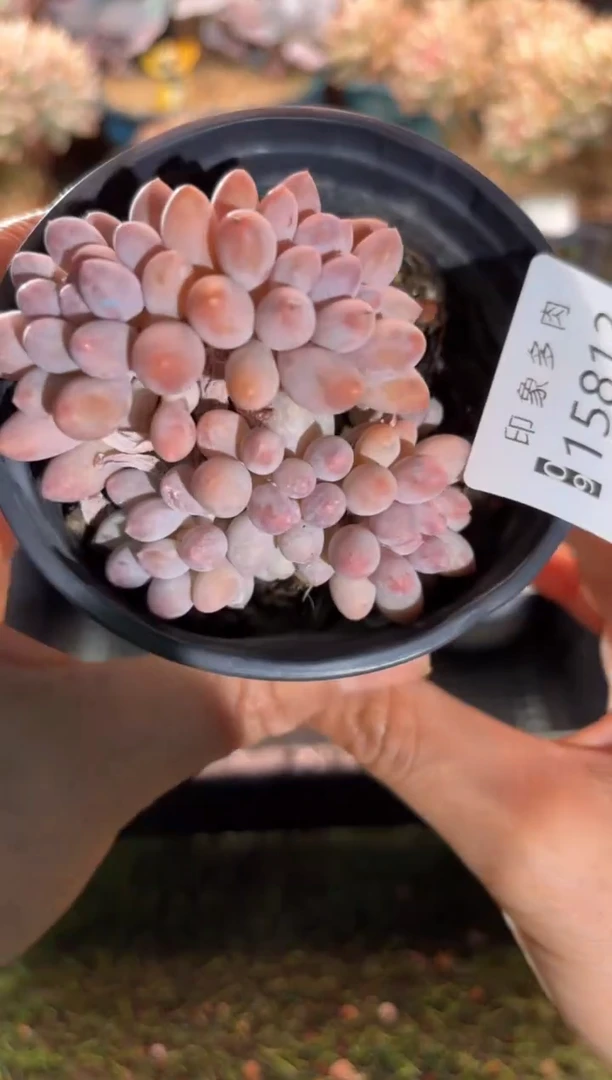 【闪购商品】15812