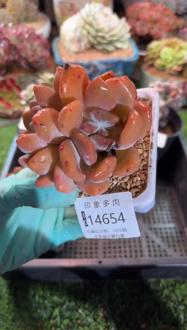 【闪购商品】14654