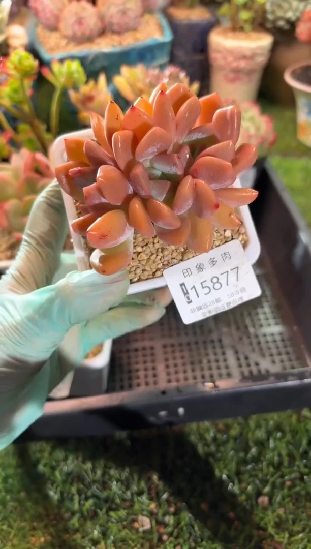 【闪购商品】15877