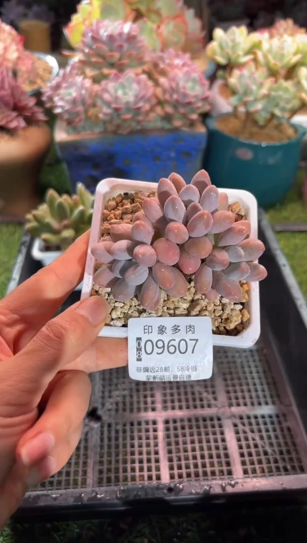 【闪购商品】09607