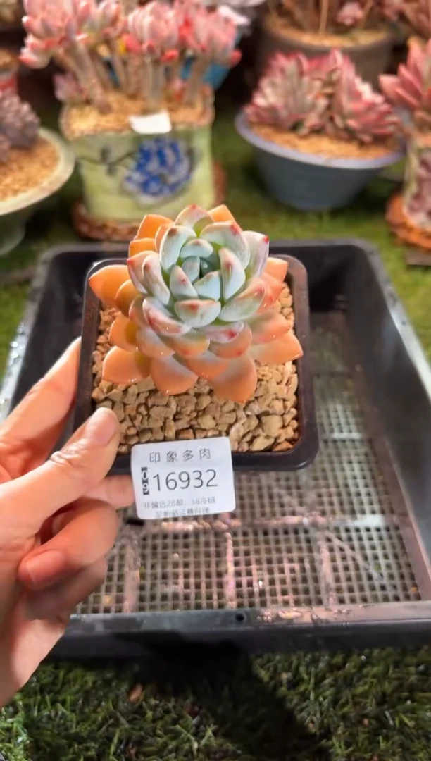 【闪购商品】16932