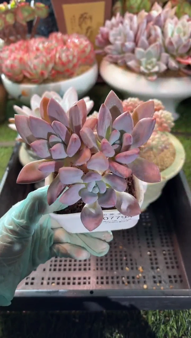 【闪购商品】07794