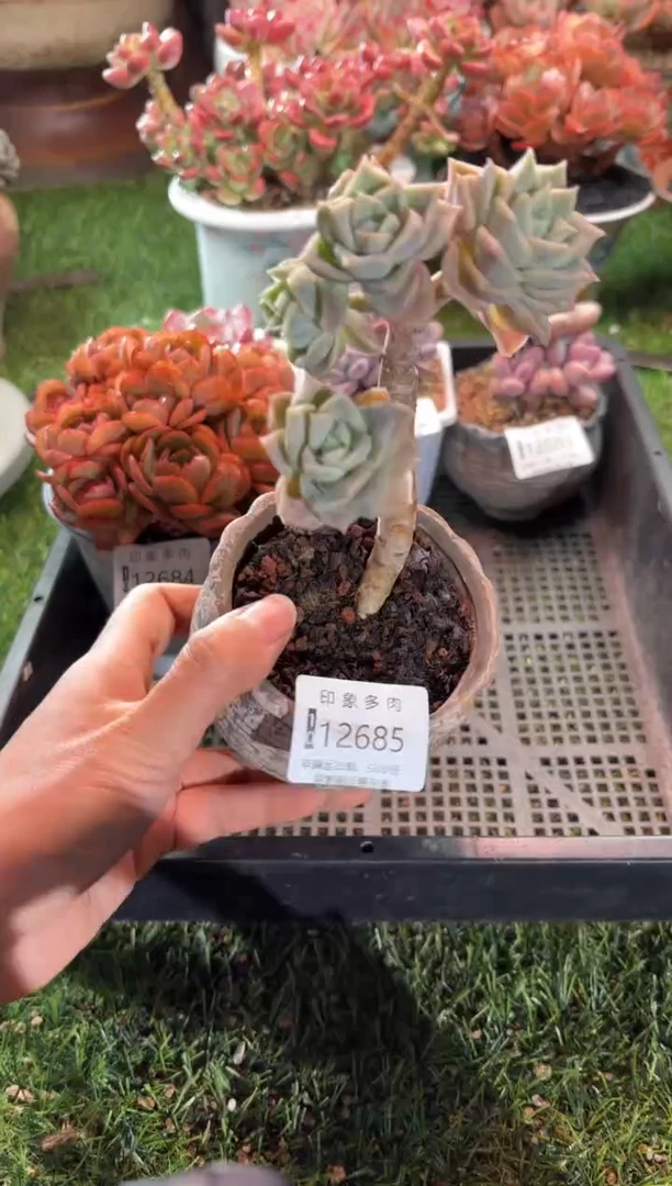 【闪购商品】12685