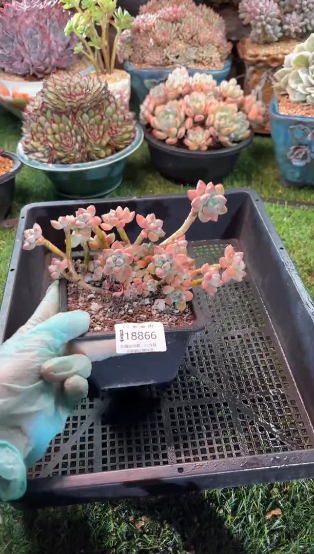 【闪购商品】18866