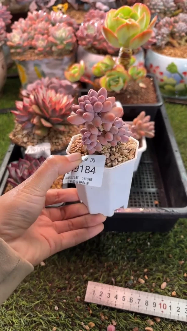 【闪购商品】19184