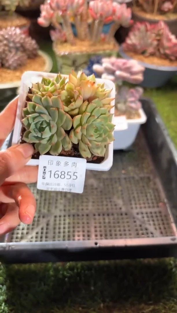 【闪购商品】16855