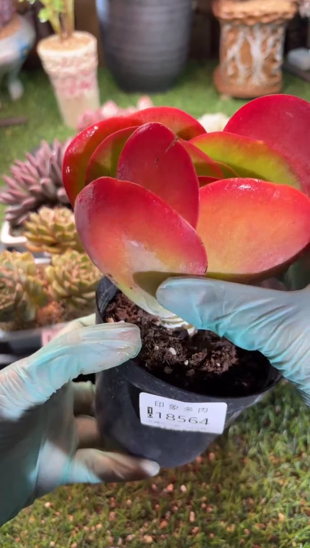 【闪购商品】18564