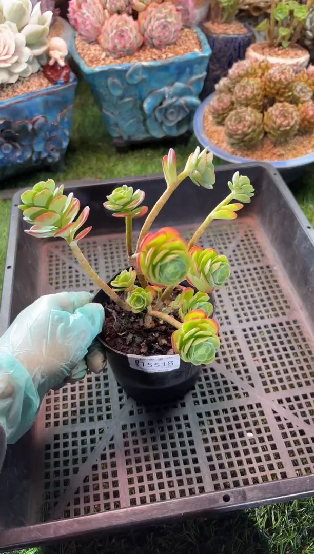 【闪购商品】15518